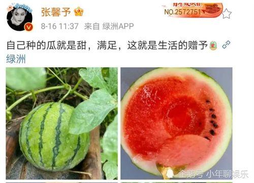 娱乐圈吃瓜料